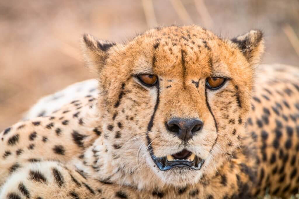 Beobachte Geparden bei der Jagd auf Impalas und Steinböckchen