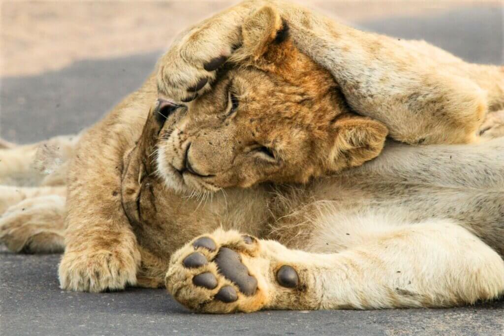 Halte Ausschau nach den vier lokalen Löwenrudeln