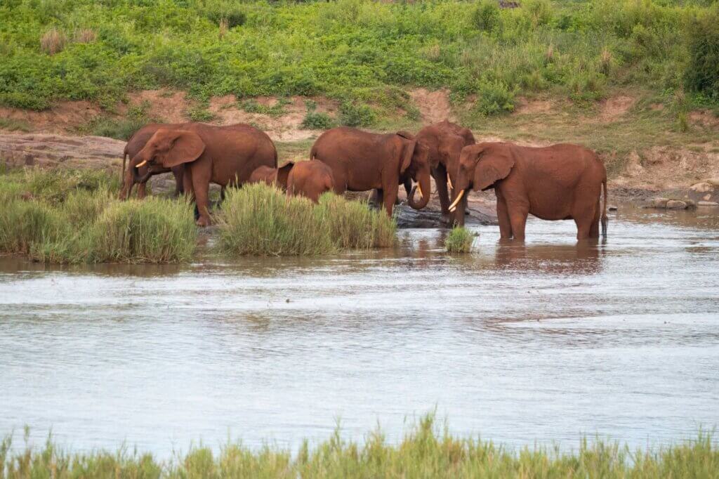Beobachte Elefantenherden entlang eines Flusslaufes