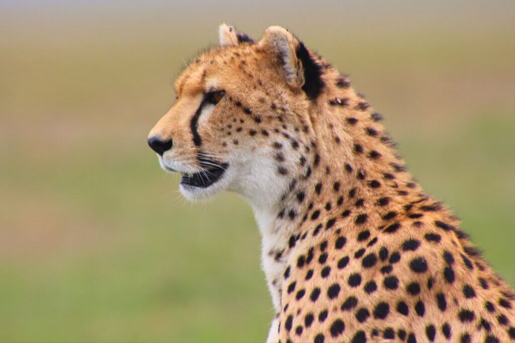 Mache ein ausgiebiges Frühstück und halte Ausschau nach Geparden