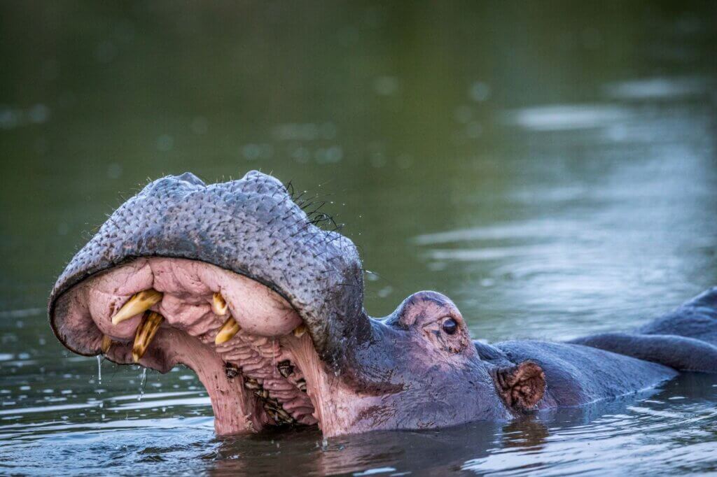 Lausche den speziellen Lauten der Flusspferde von einer Brücke aus