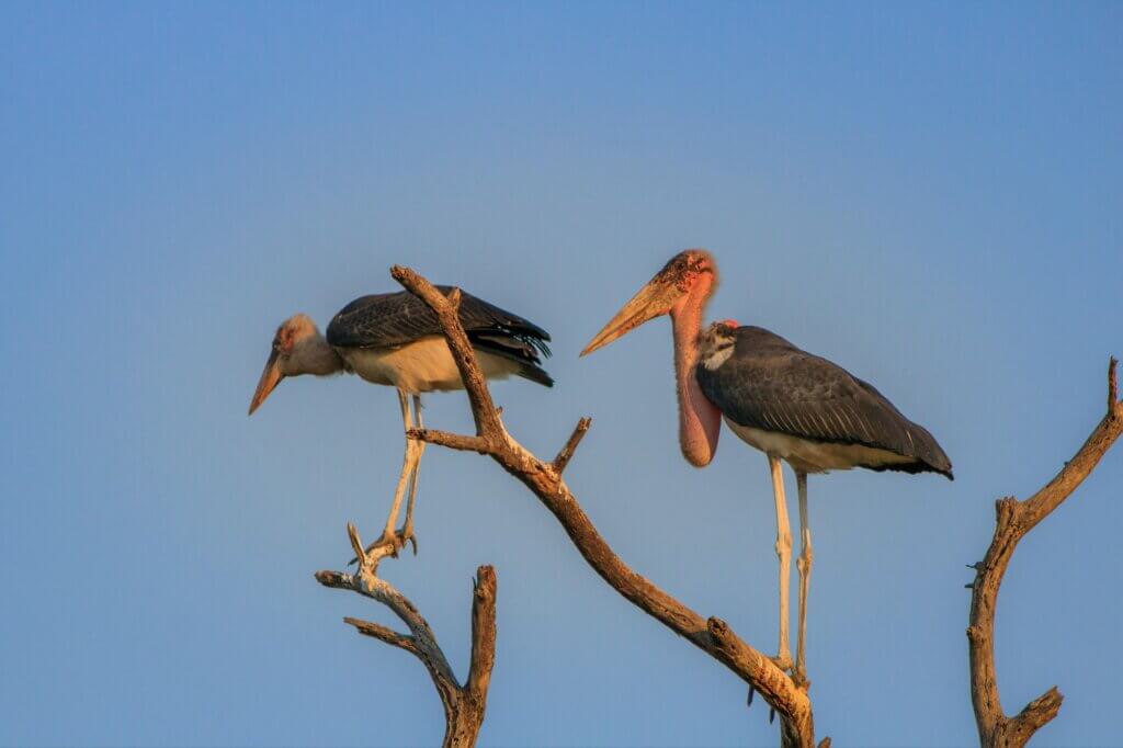 Beobachte das Begrüßungsritual der Marabous am späten Nachmittag