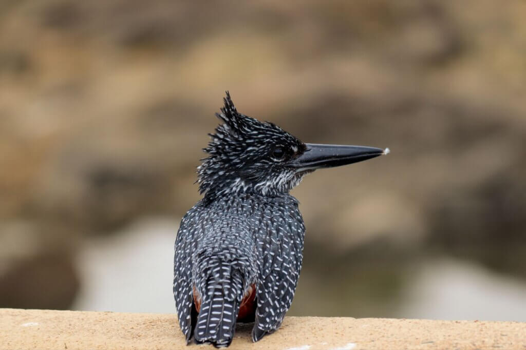 Beobachte den Riesenfischer vom Brückengeländer aus