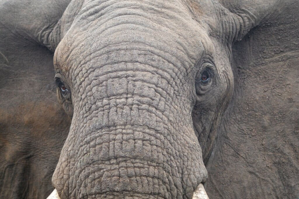 Beobachte ältere Elefanten beim Fressen im Flussbett