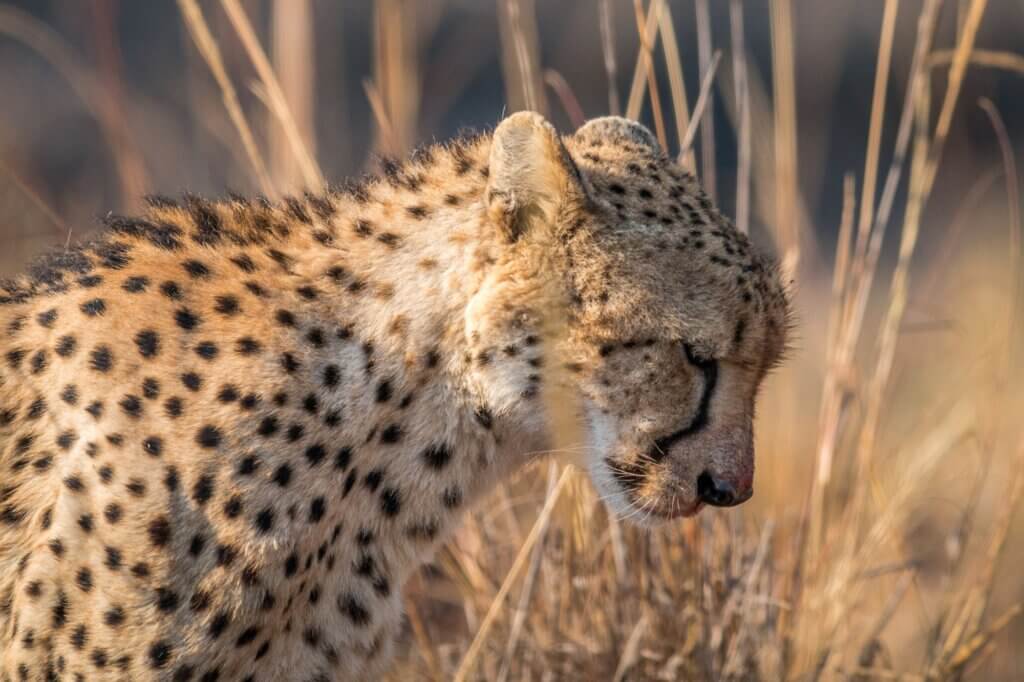 Achte auf Geparden entlang des fruchtbaren Weidelandes