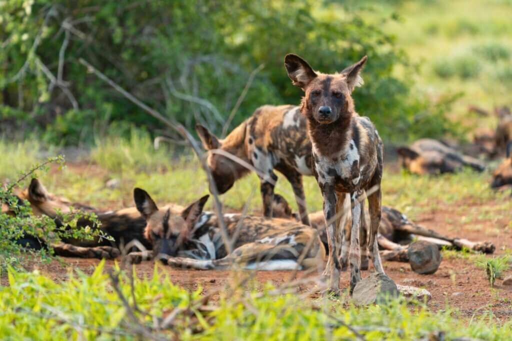 Halte Ausschau nach Wildhunden in der Umgebung einer Brücke