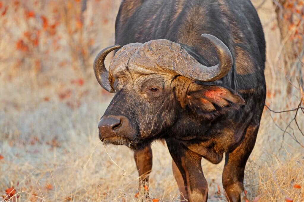Halte Ausschau nach Büffel-Bullen entlang eines Flusses