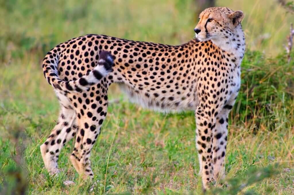 Halte Ausschau nach Geparden an einem der besten Regionen des Parks