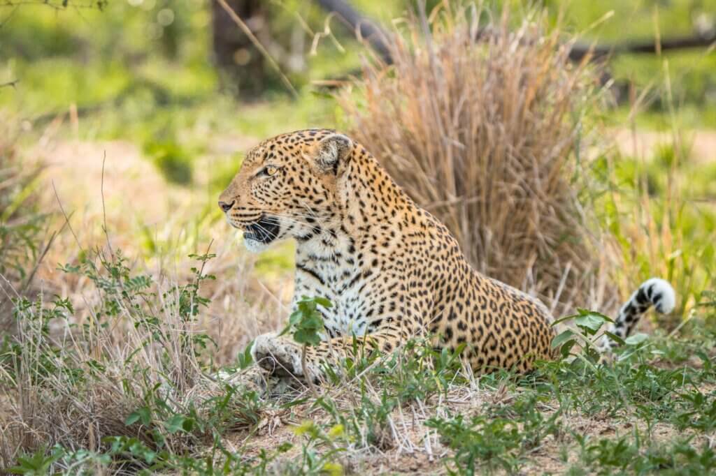 Suche nach Leoparden entlang der Ufervegetation