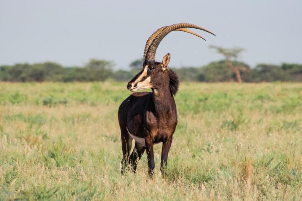 Beobachte die seltenen Rappenantilipen entlang des süßen Grases