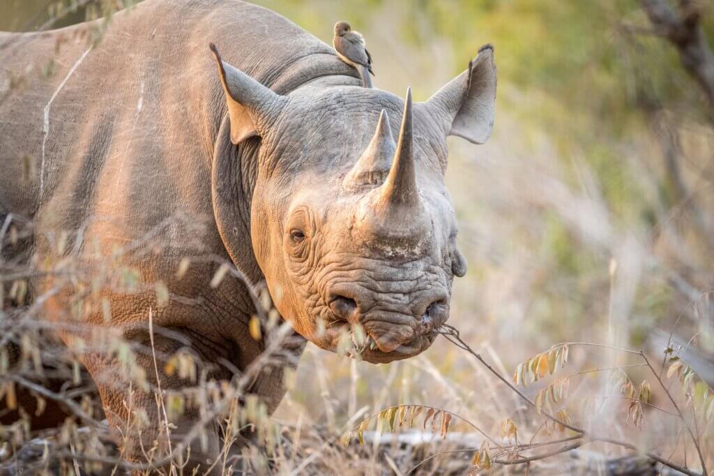 Finde die gefährdeten Spitzmaulnashörner im dichten Busch