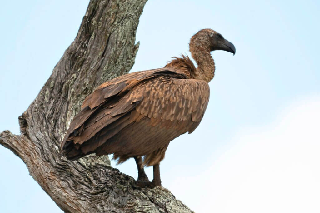 Suche in den Akazien nach den Nestern der Geier