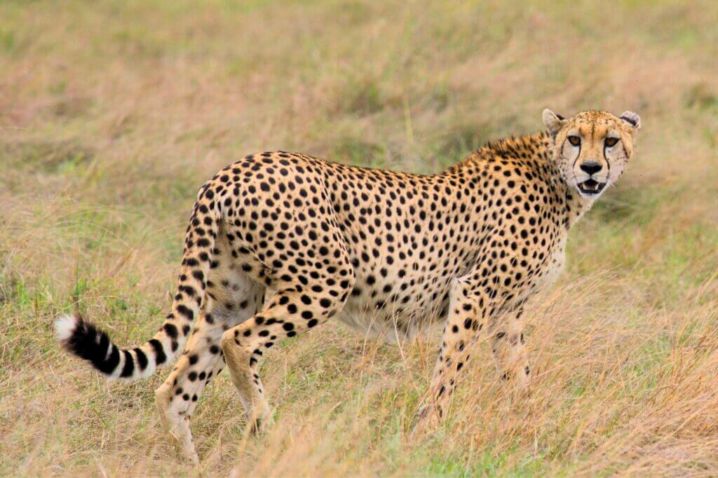 Halte Ausschau nach Geparden entlang des offenen Teils der Straße