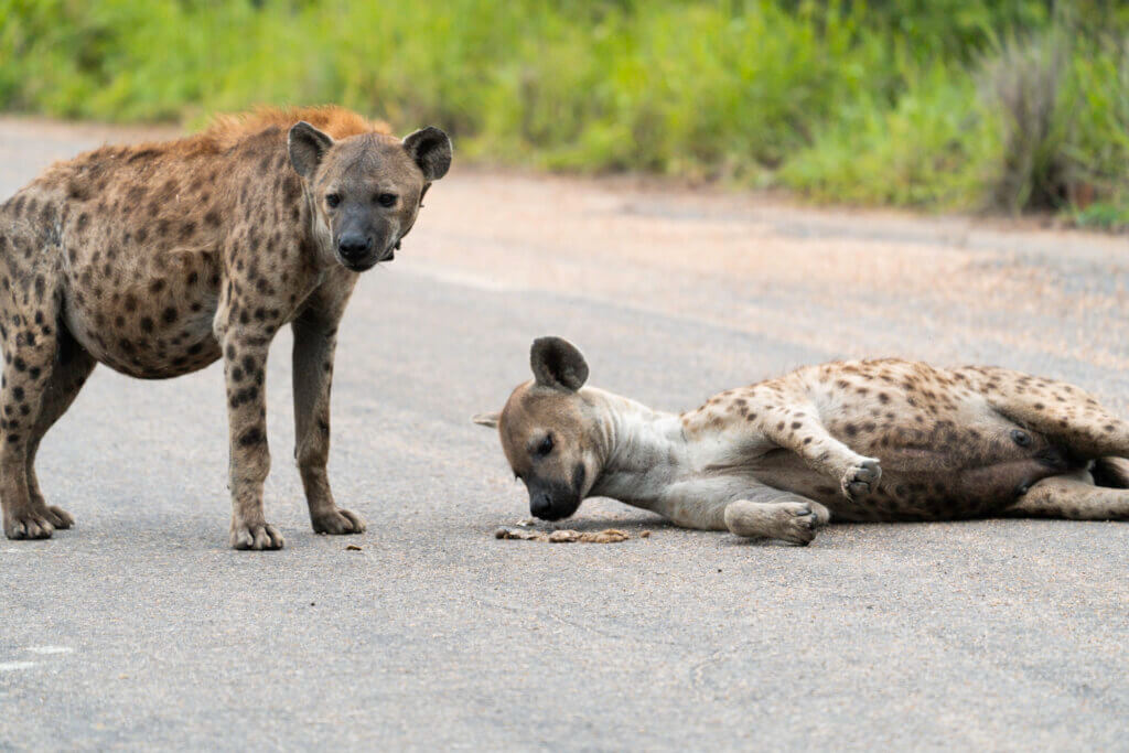 Halte Ausschau nach jungen Hyänen am frühen Morgen