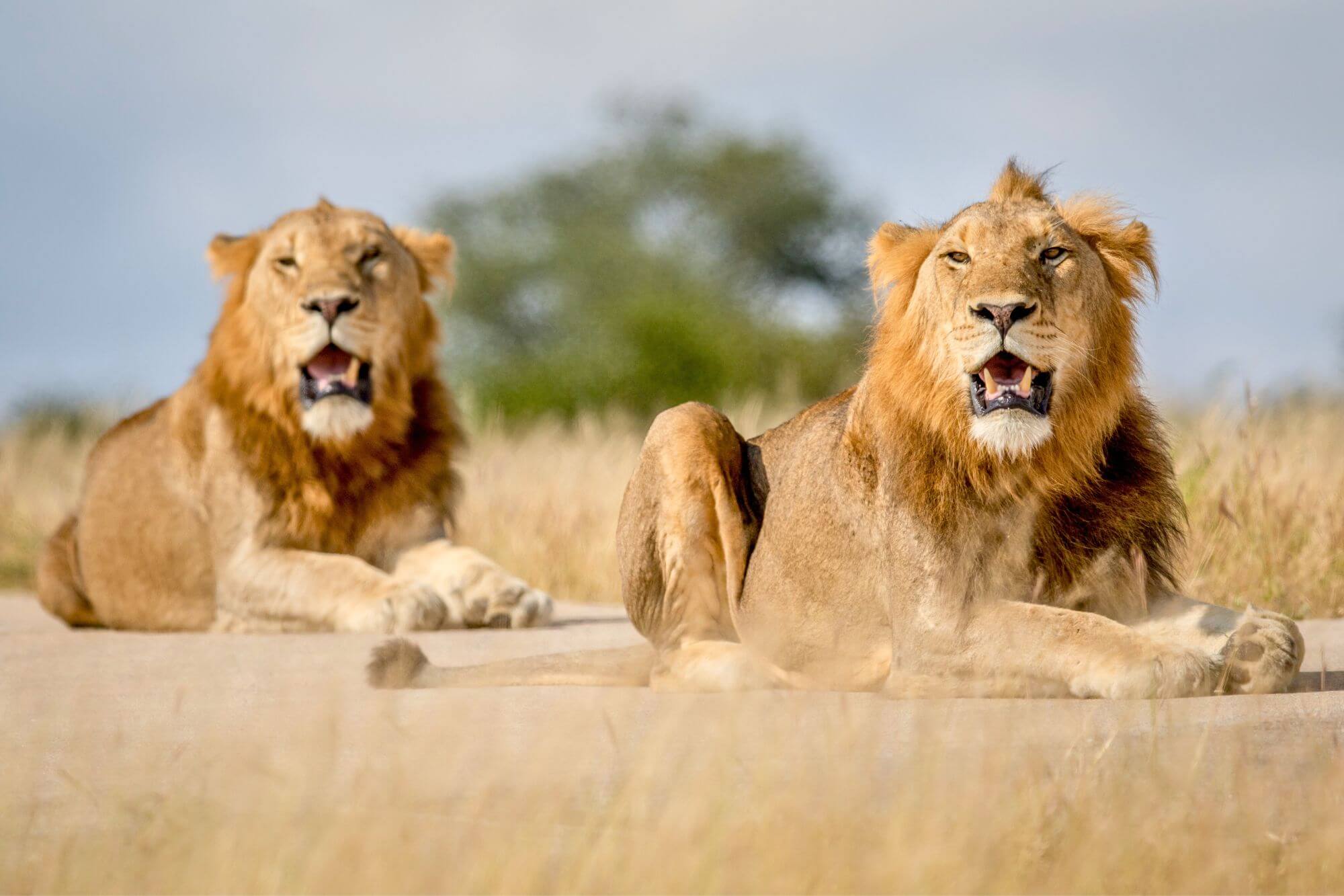 Halte Ausschau nach verschiedenen Löwenrudeln entlang der Straße ...