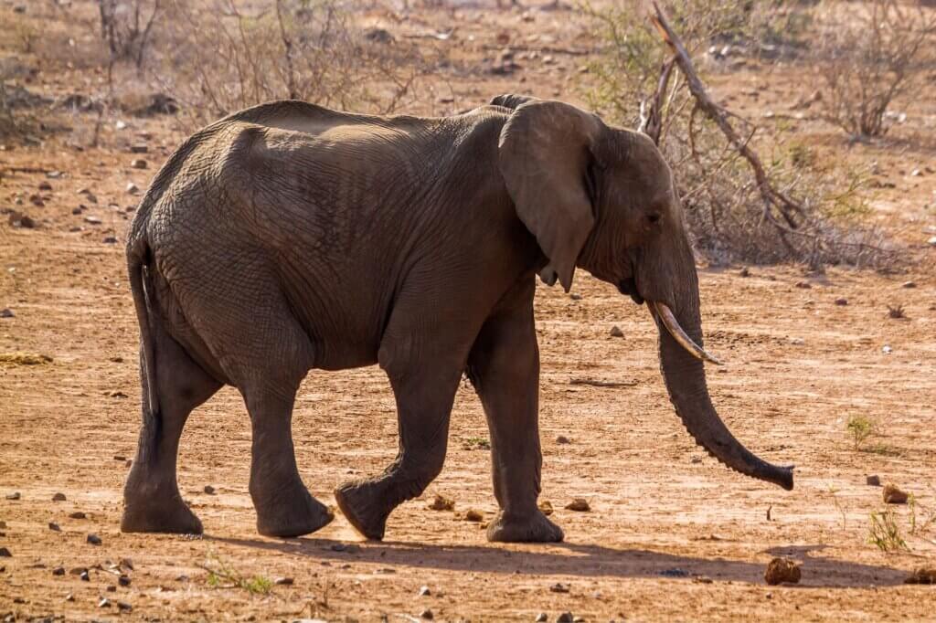 Beobachte Elefanten an einem saisonalen Wasserloch