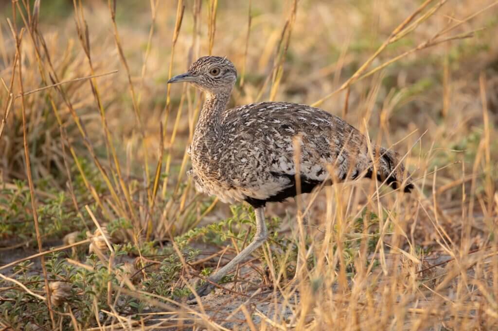 Beobachte Rotschopftrappe beim typischen Balzverhalten