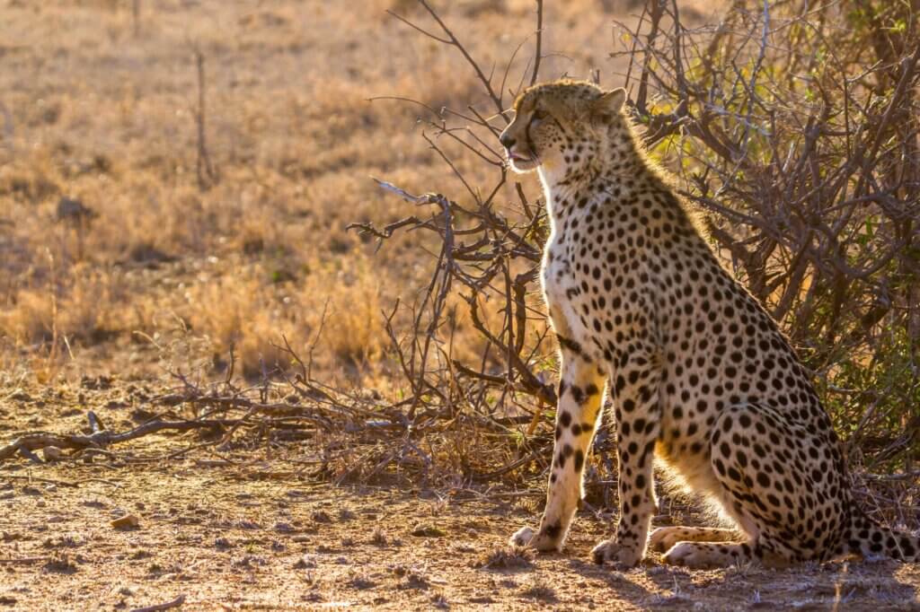 Suche nach Geparden rund um ein beliebtes Wasserloch