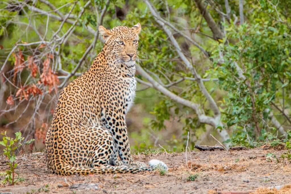Suche nach Leoparden entlang eines wasserführenden Damms