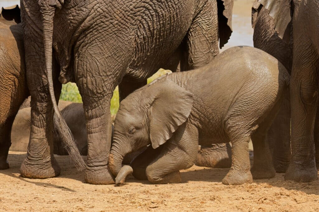 Schaue nach Elefanten, die mit ihrem Rüssel nach Wasser graben