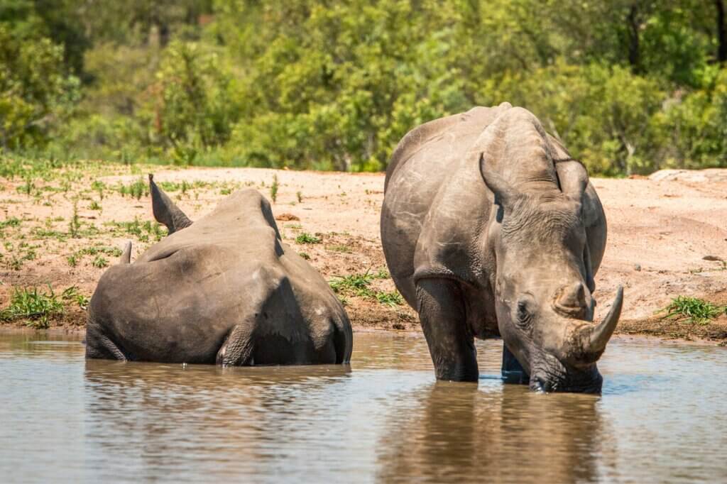 Beobachte schlammbadende Breitmaulnashörner von einem Hide aus