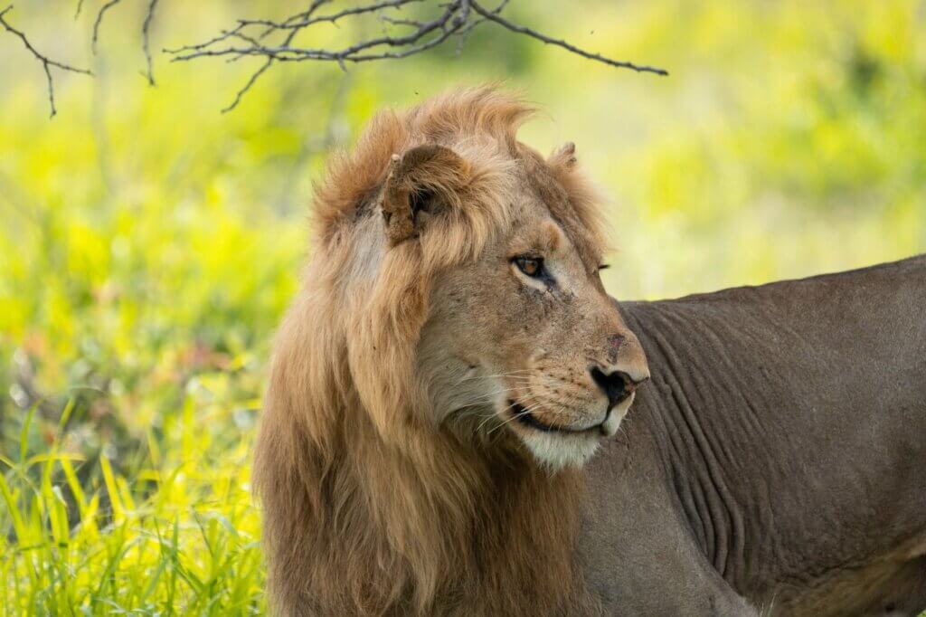 Beobachte Löwen am frühen Morgen beim Trinken