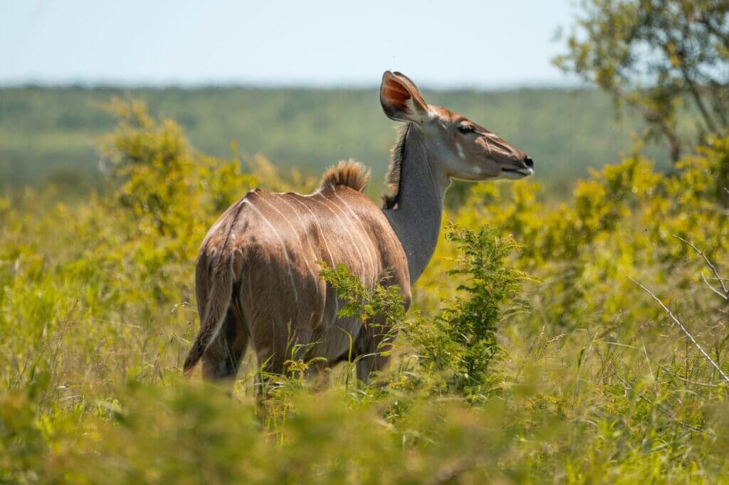 Beobachte Kudus in dichter Ufervegetation