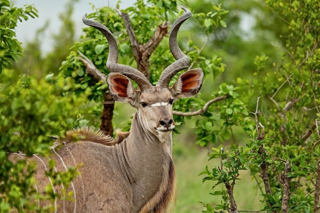 Beobachte Kudus in dichter Ufervegetation