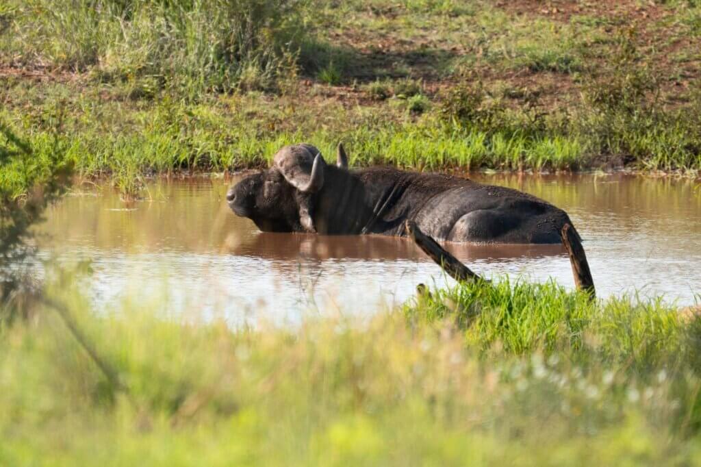 Beobachte Büffel beim Suhlen auf saisonalen Pfannen