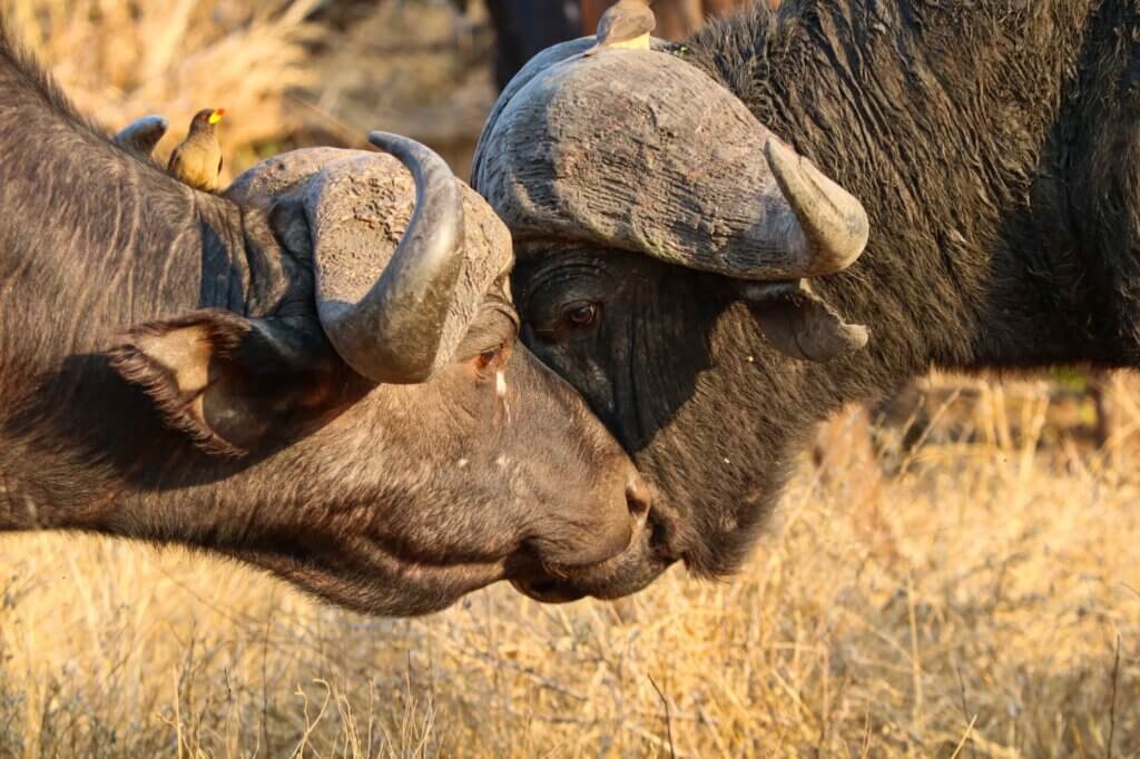 Beobachte große Büffel-Herden auf der Suche nach geeignetem Weidegras