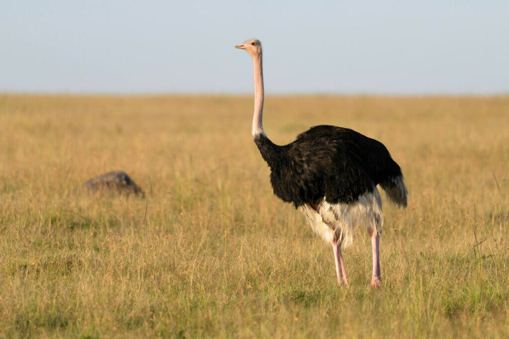 Halte Ausschau nach Straußen in der offenen Landschaft