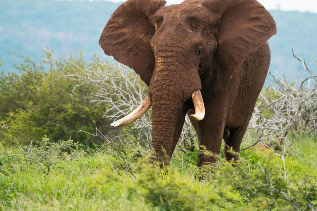 Beobachte riesige Tusker auf dem Weg zum Wasserloch