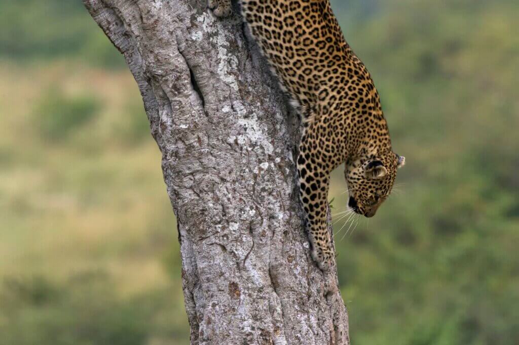 Suche nach Leoparden in dichter Ufervegetation entlang zahlreicher Loops