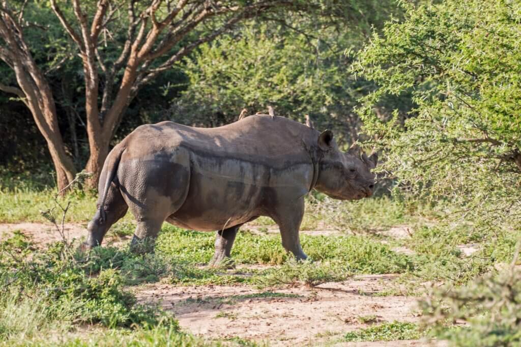 Beobachte Spitzmaulnashörner an einer saisonalen Pfanne beim Suhlen