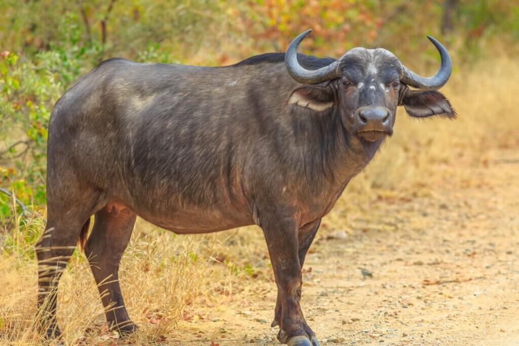 Schaue nach Büffelherden im offenen Flussbett