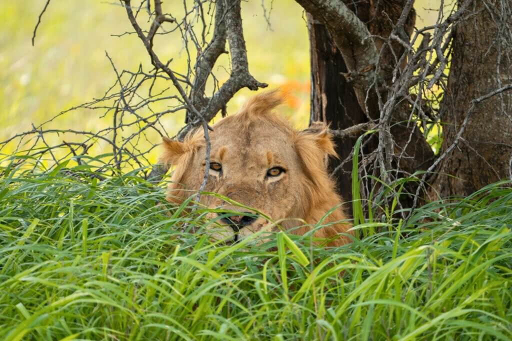 Achte auf das lokale Löwenrudel entlang der Savanne