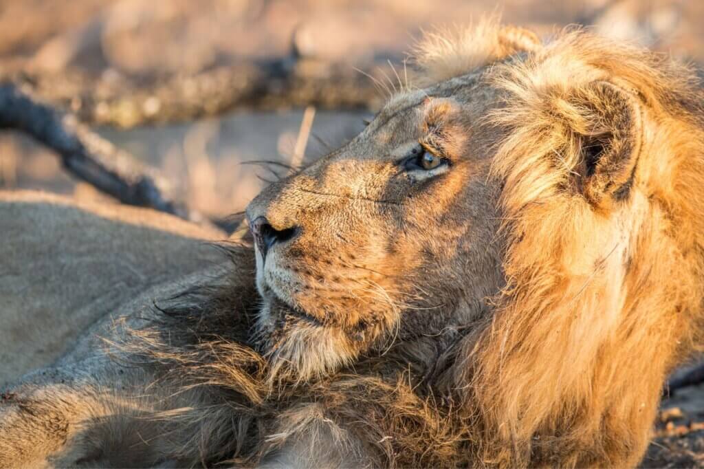 Achte auf das lokale Löwenrudel entlang der Savanne