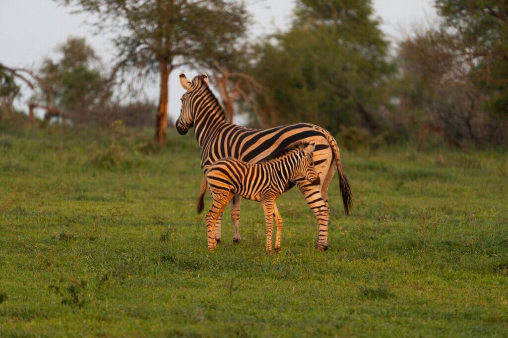 Scanne die Ebene nach riesigen Zebra- und Gnu-Herden entlang eines Migrationskorridors
