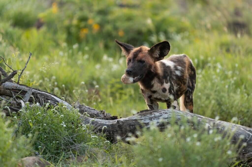 Halte Ausschau nach Wildhunden am frühen Morgen