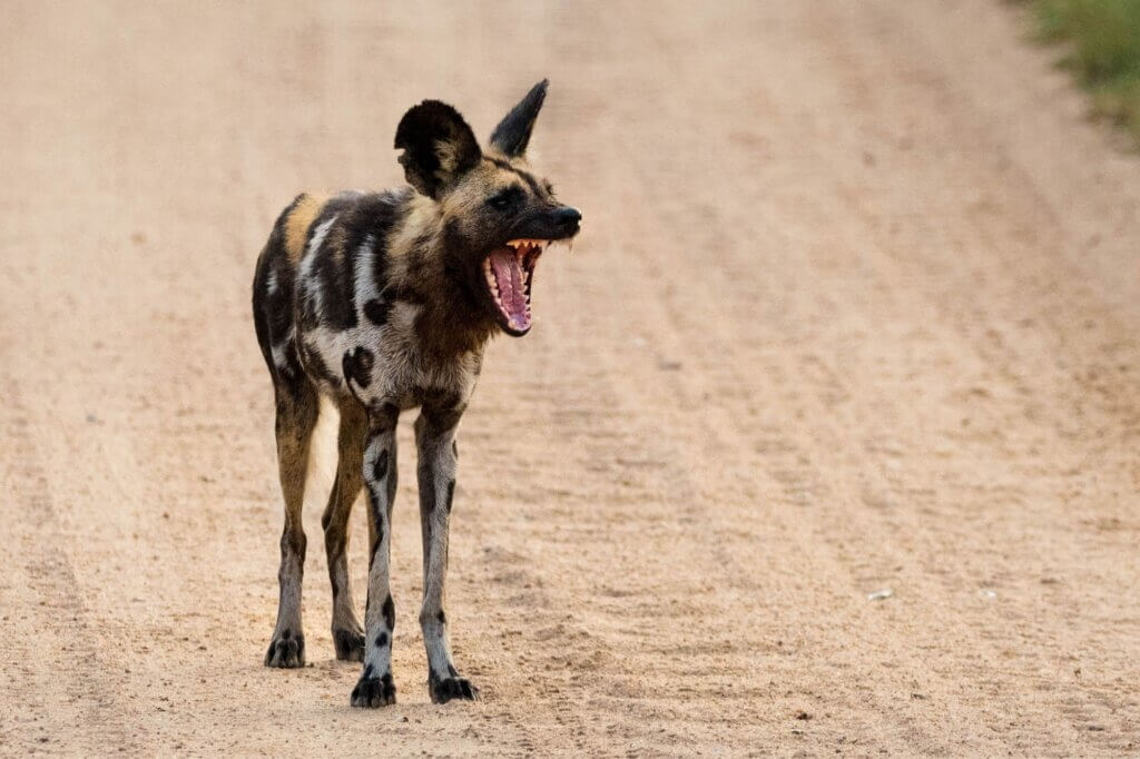 Halte Ausschau nach Wildhunden am frühen Morgen