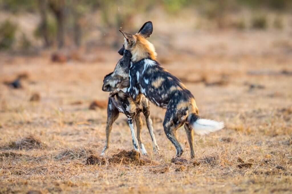 Achte auf Wildhunde beim Überqueren der Sandflächen