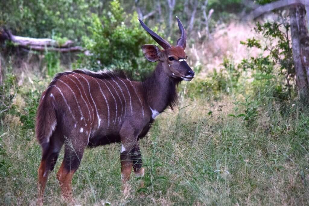 Beobachte Nyala unter dichtem Kronendach