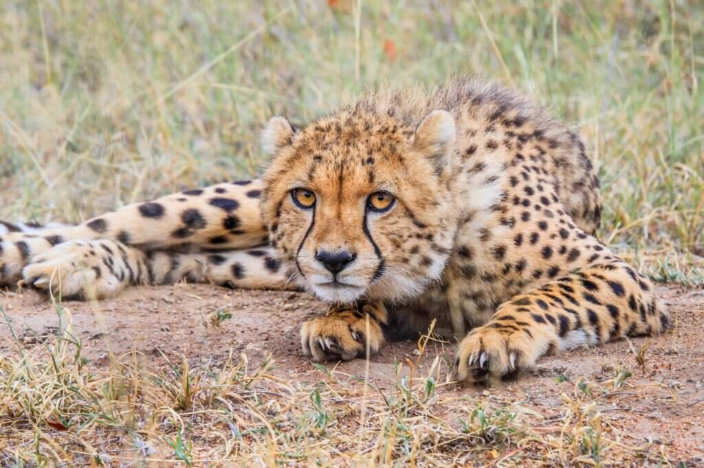 Suche die offene Grasflächen nach Geparden ab