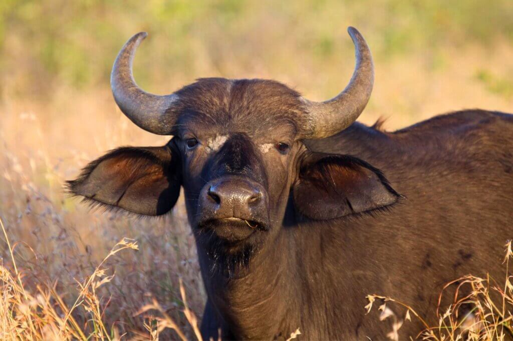 Beobachte einsame Büffel-Bullen an üppigen Uferbänken