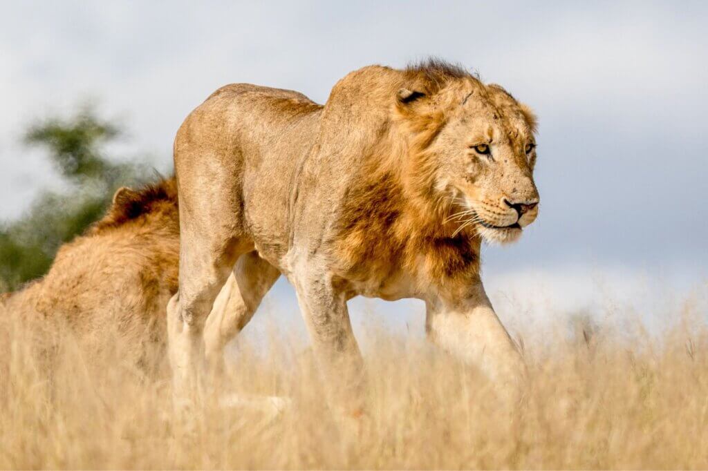 Halte Ausschau nach Löwen entlang der offnen Gras-Landschaft