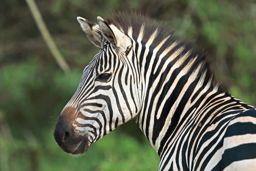 Scanne die Ebene nach riesigen Zebra- und Gnu-Herden entlang eines Migrationskorridors