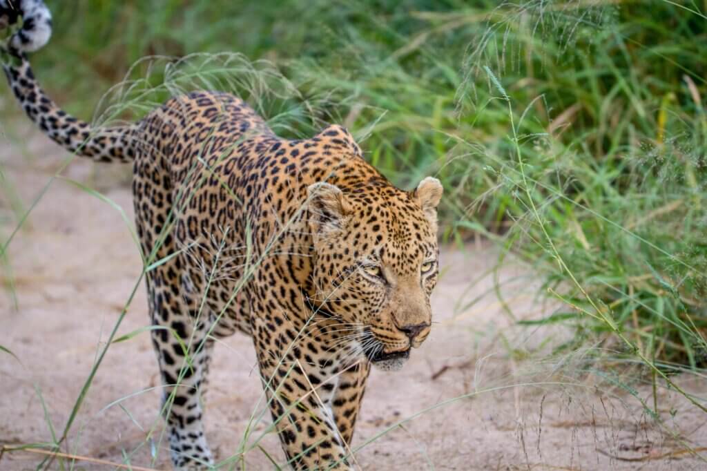 Suche das Flussbett von einem Bird Hide nach Leoparden ab