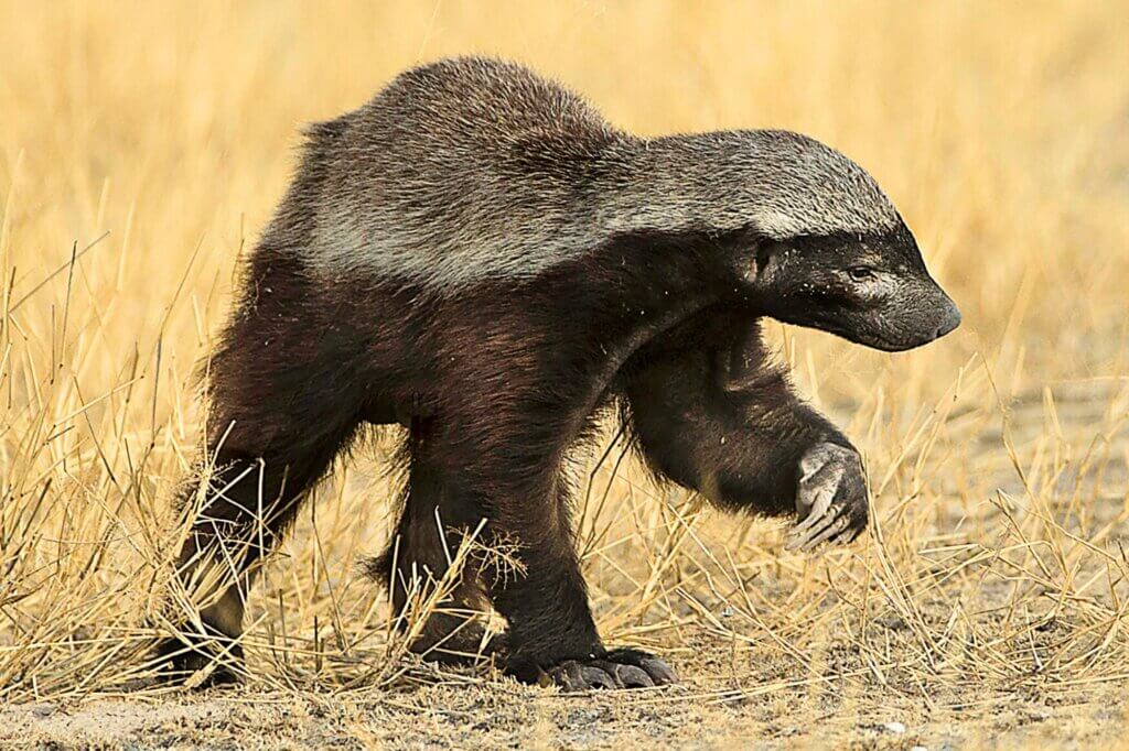 Halte Ausschau nach Honigdachsen in der offenen Graslandschaft