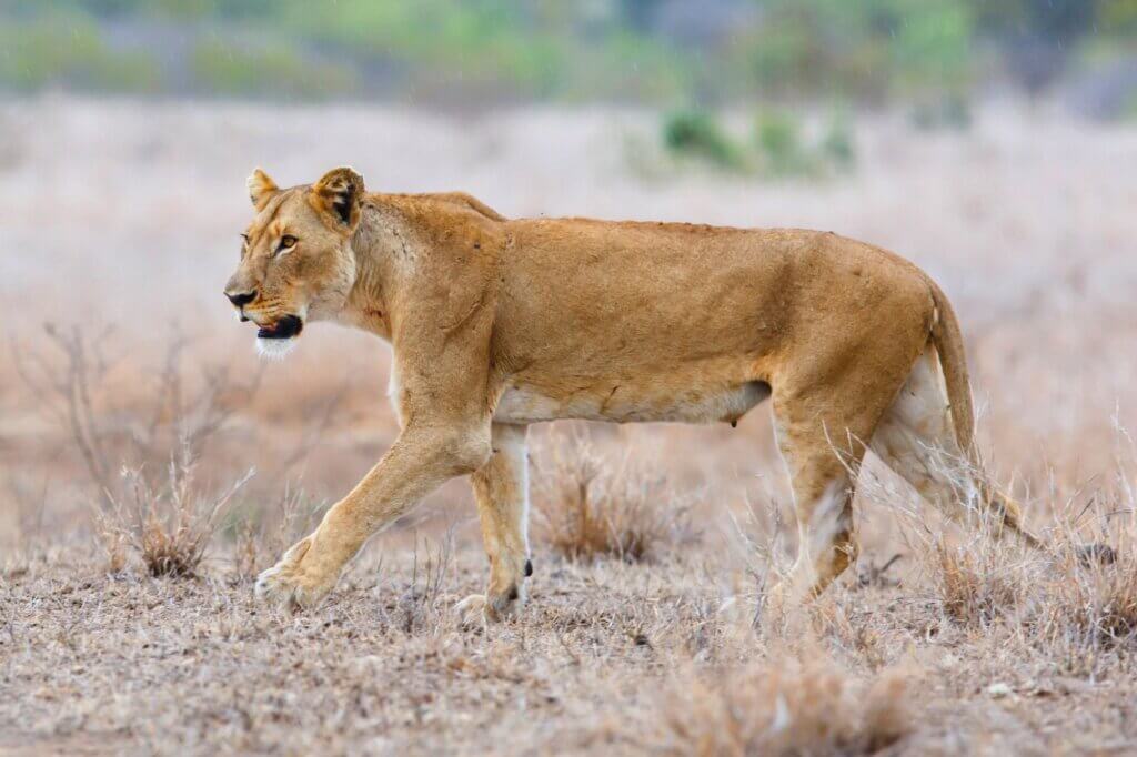 Halte Ausschau nach Honigdachsen in der offenen Graslandschaft