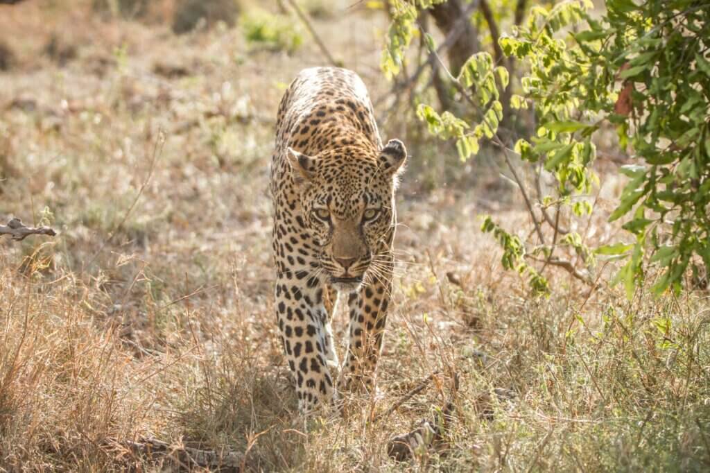 Beobachte Leoparden an einem besonderen See